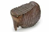 Fossil Woolly Mammoth Lower M Molar - Poland #357016-3